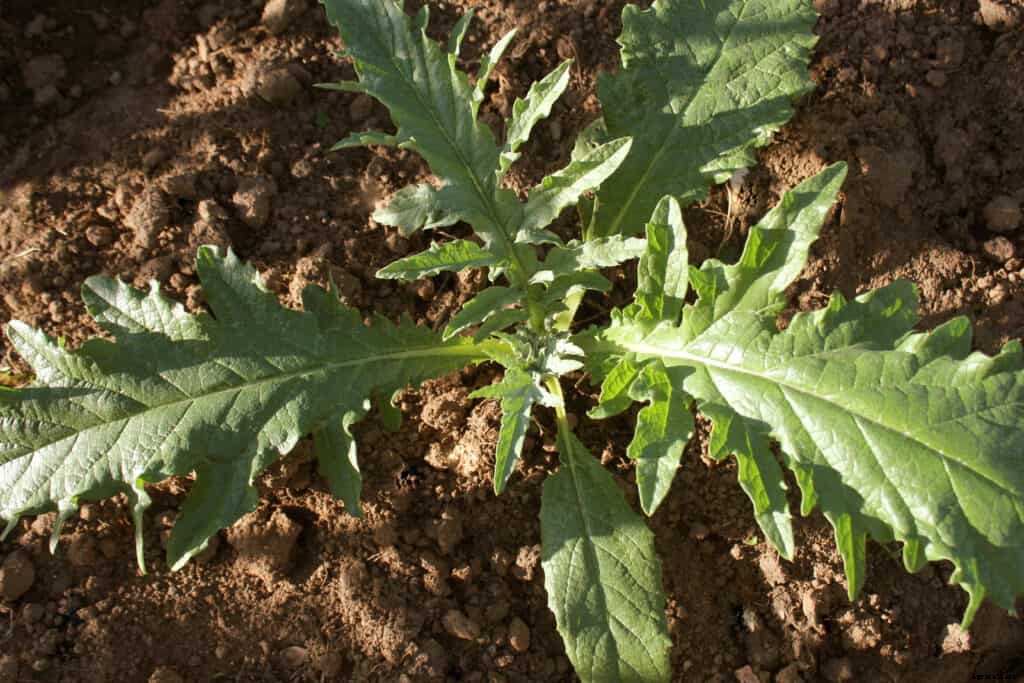 Artichoke Plant Starting Tips