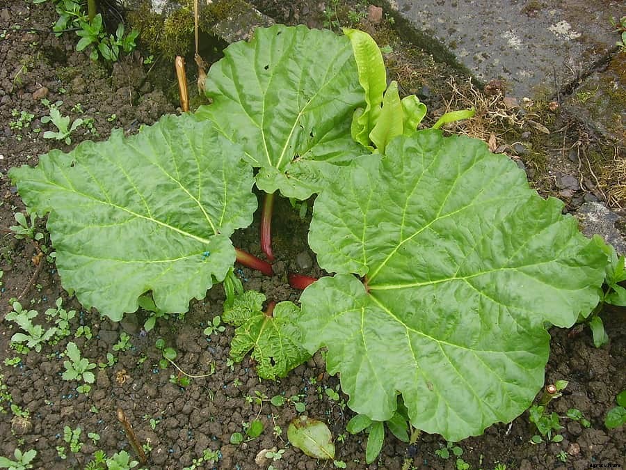 Rhubarb Plant Starting Tips