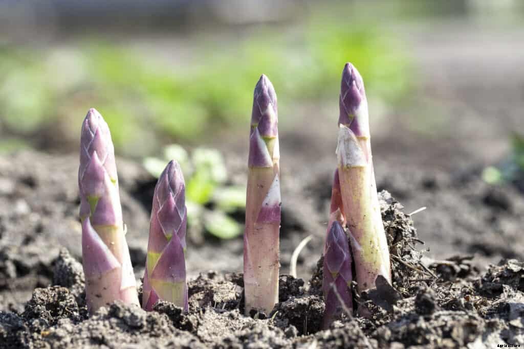 Asparagus Plant Starting Tips