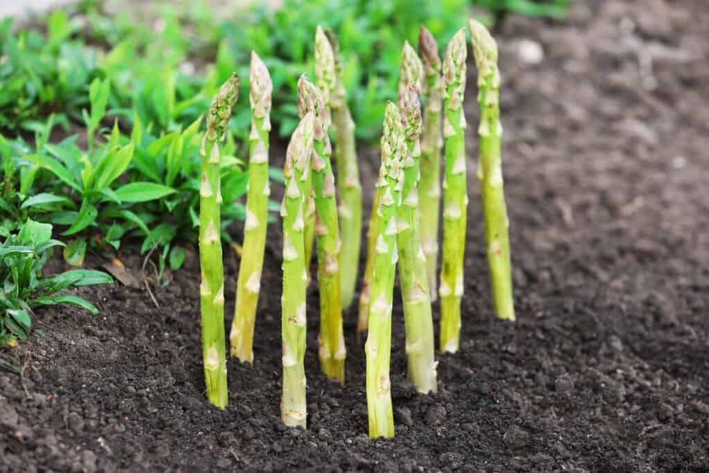 Asparagus Plant Starting Tips