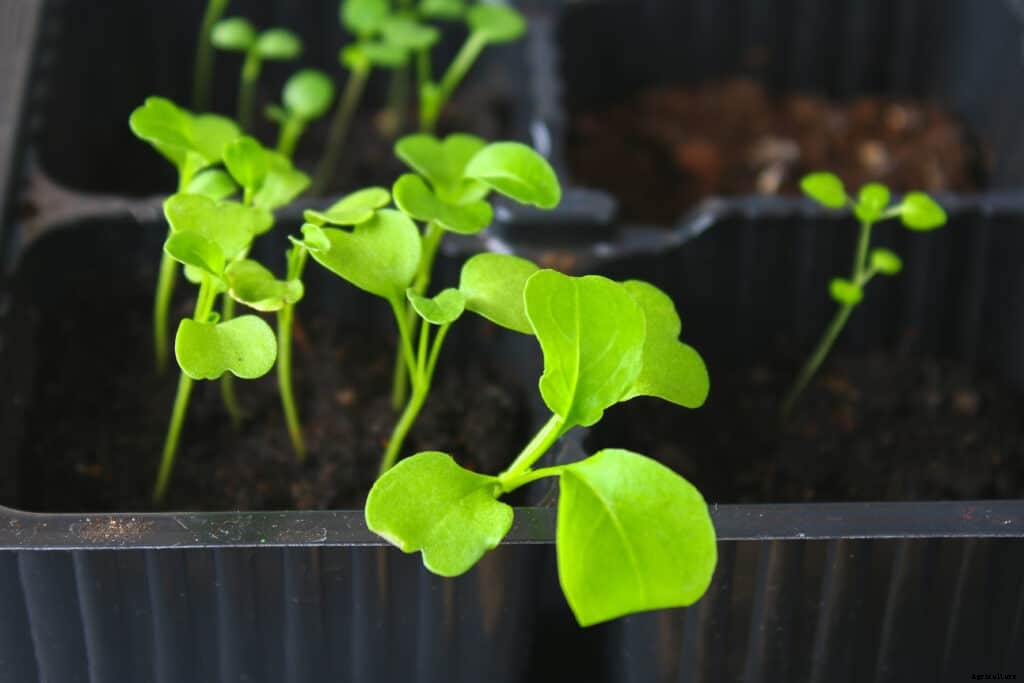 Arugula Seed Starting Tips