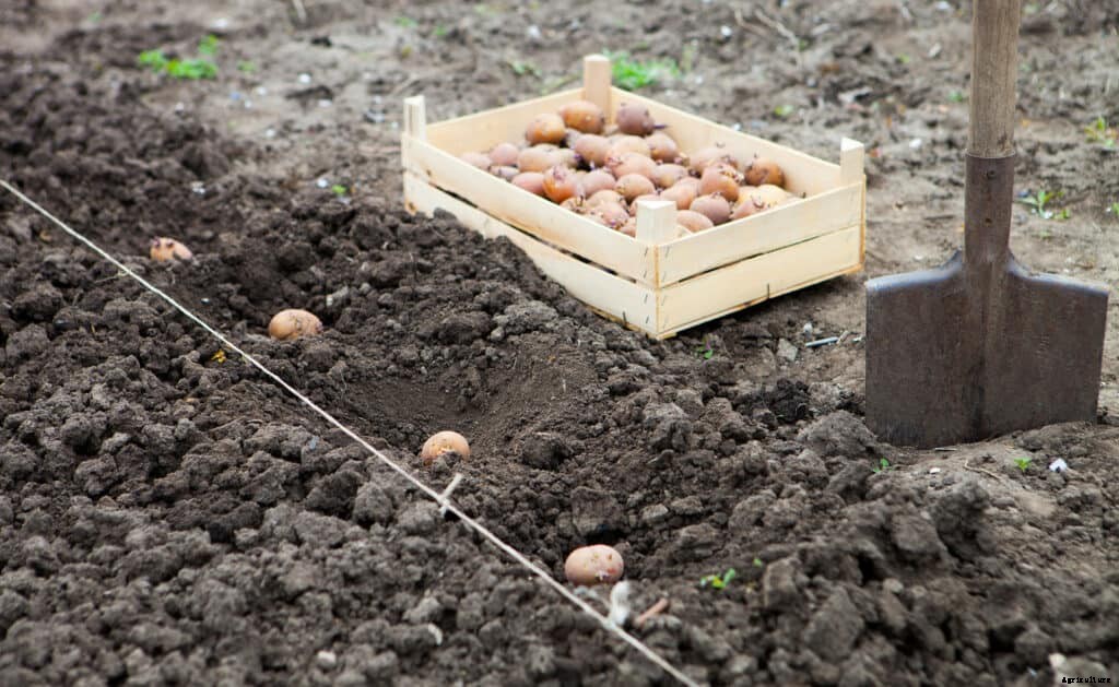 Potato Seed Starting Tips