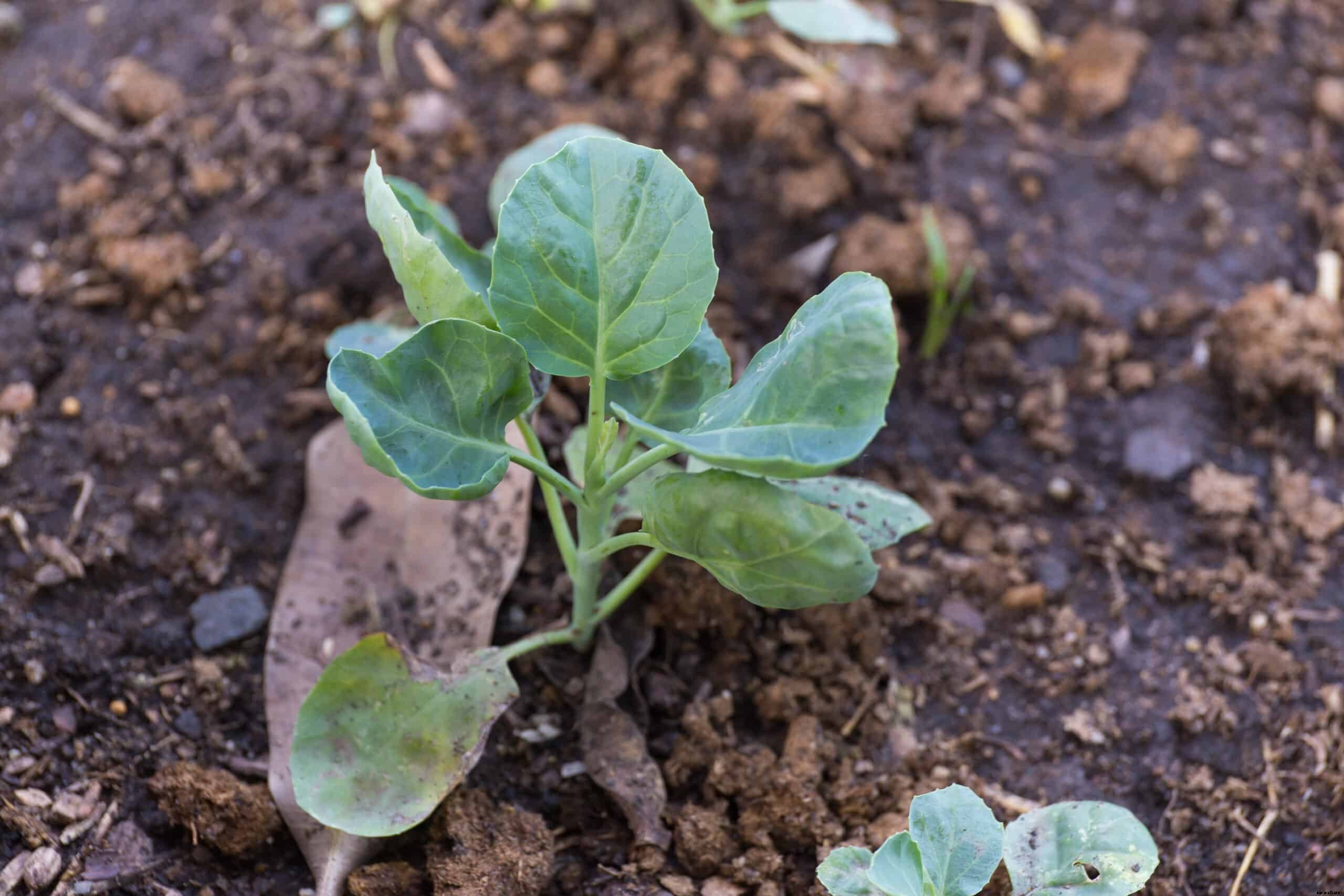 Collards Seed Starting Tips