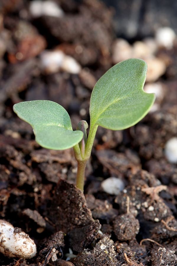 Cabbage Seed Starting Tips