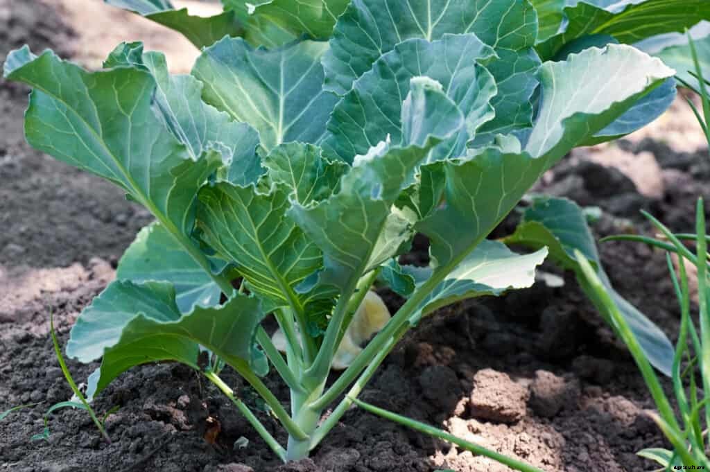 Cabbage Seed Starting Tips