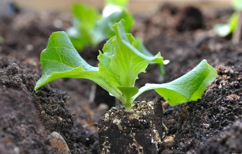 Lettuce Seed Starting Tips