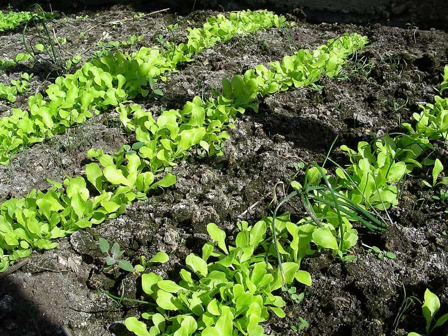 Lettuce Seed Starting Tips