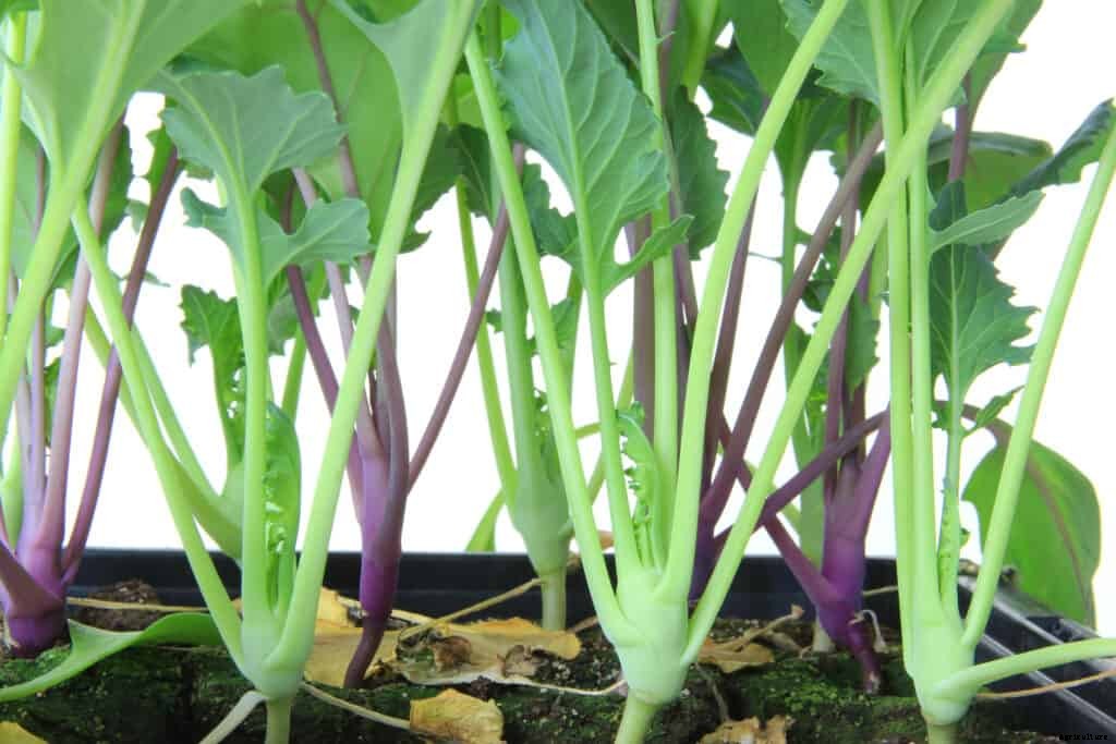Kohlrabi Seed Starting Tips