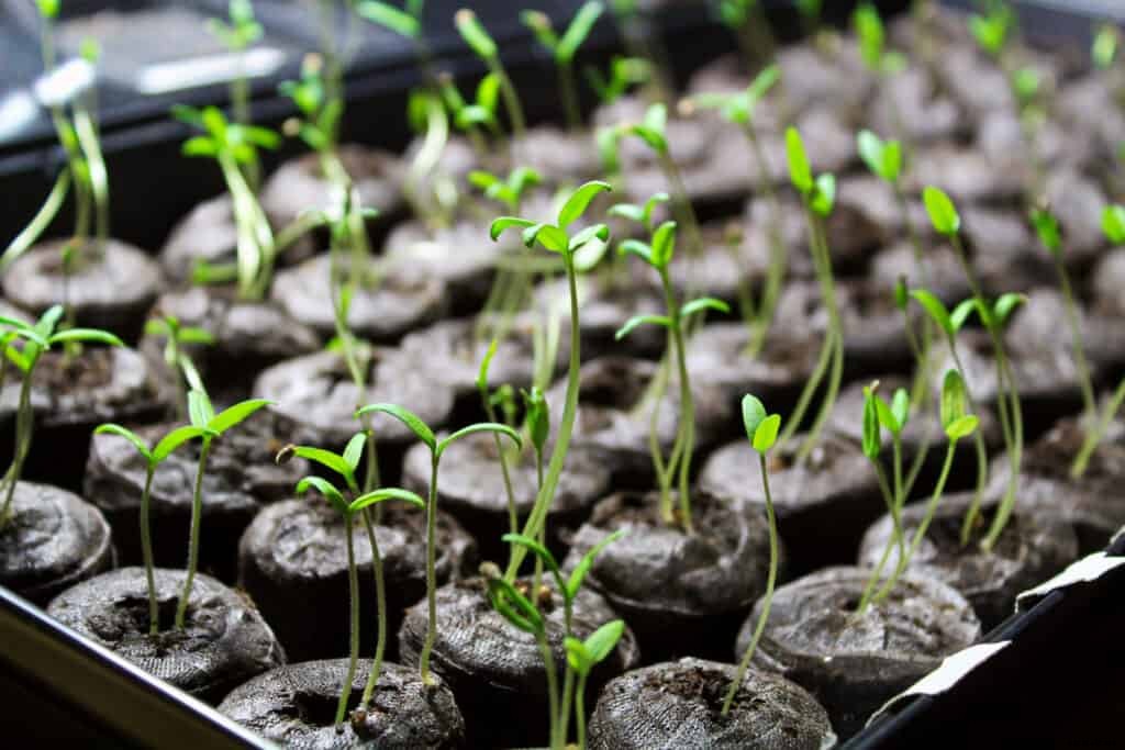 Tomato Seed Starting Tips