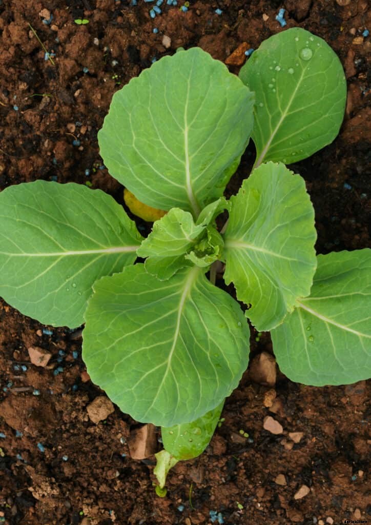 Cauliflower Seed Starting Tips