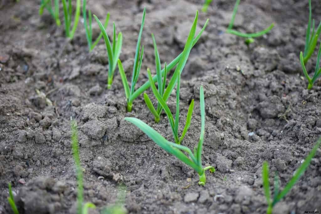 Onion Seed Starting Tips