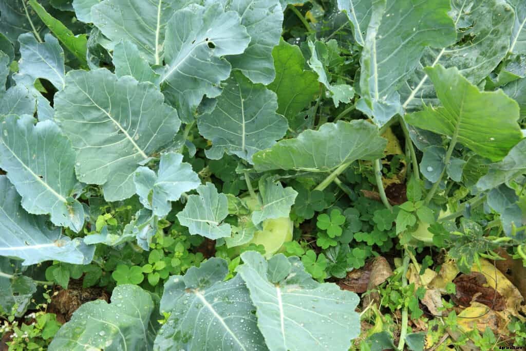 Turnip Seed Starting Tips