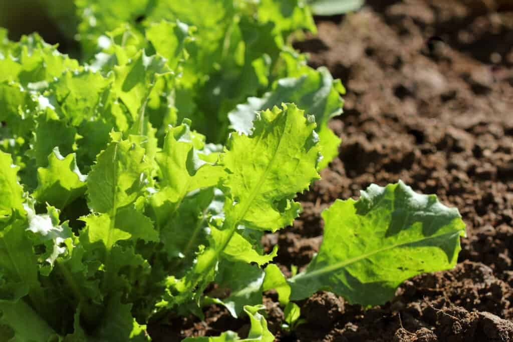 Endive and Escarole Seed Starting Tips
