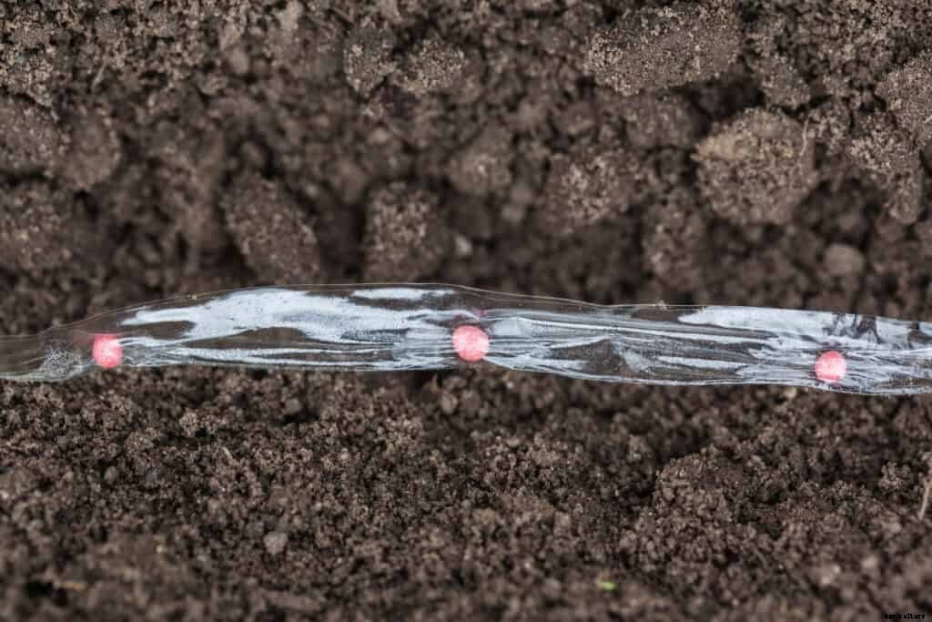 Carrots Seed Starting Tips