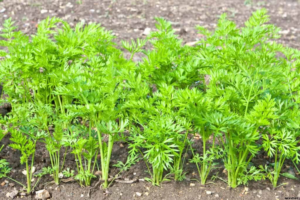 Carrots Seed Starting Tips