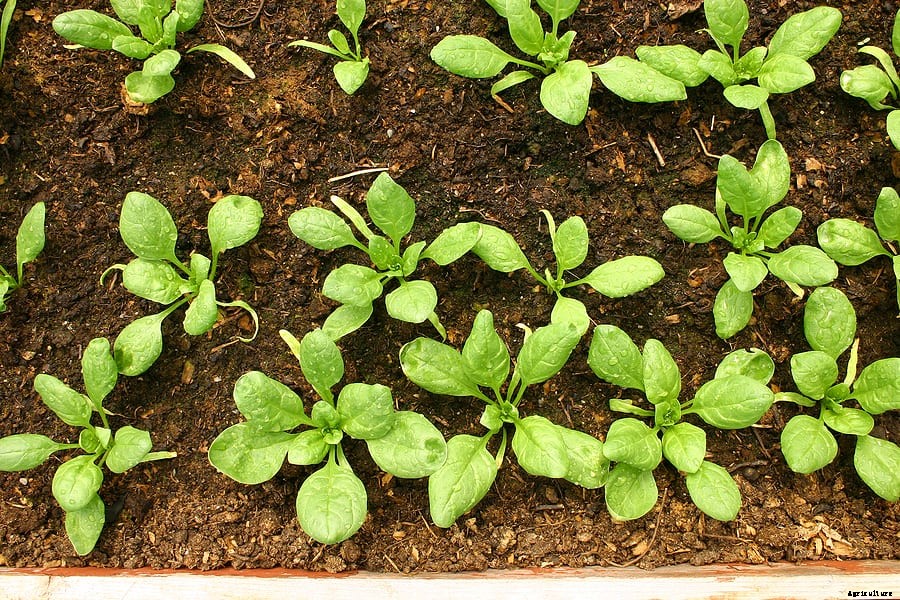 Spinach Seed Starting Tips