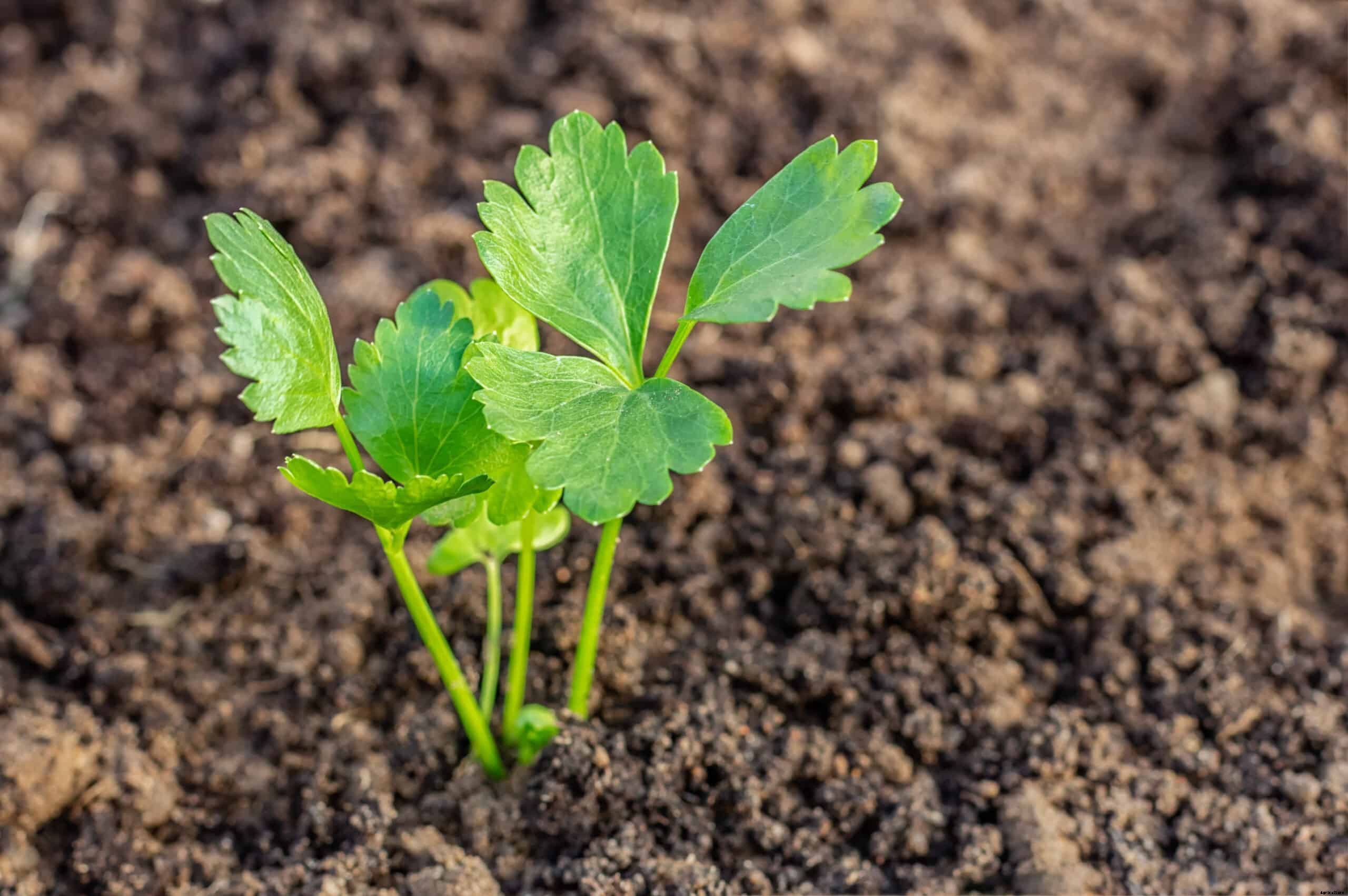 Celery Seed Starting Tips