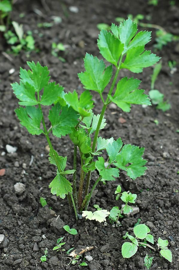 Celery Seed Starting Tips