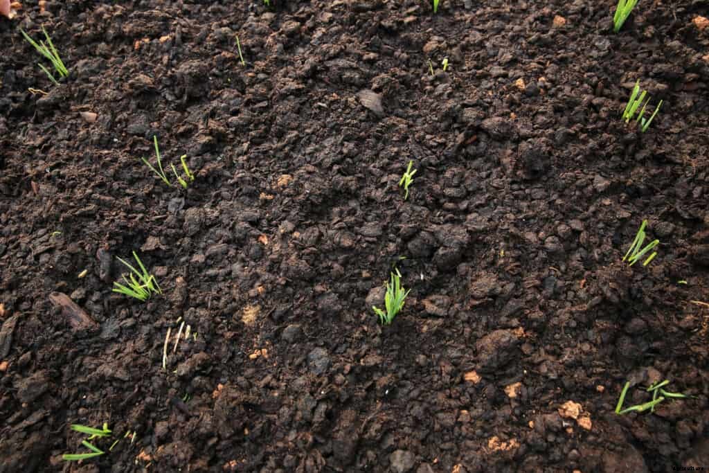 Leeks Seed Starting Tips