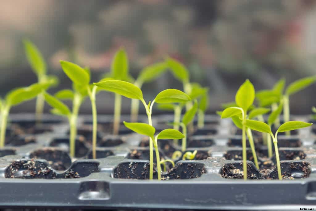 Peppers Seed Starting Tips