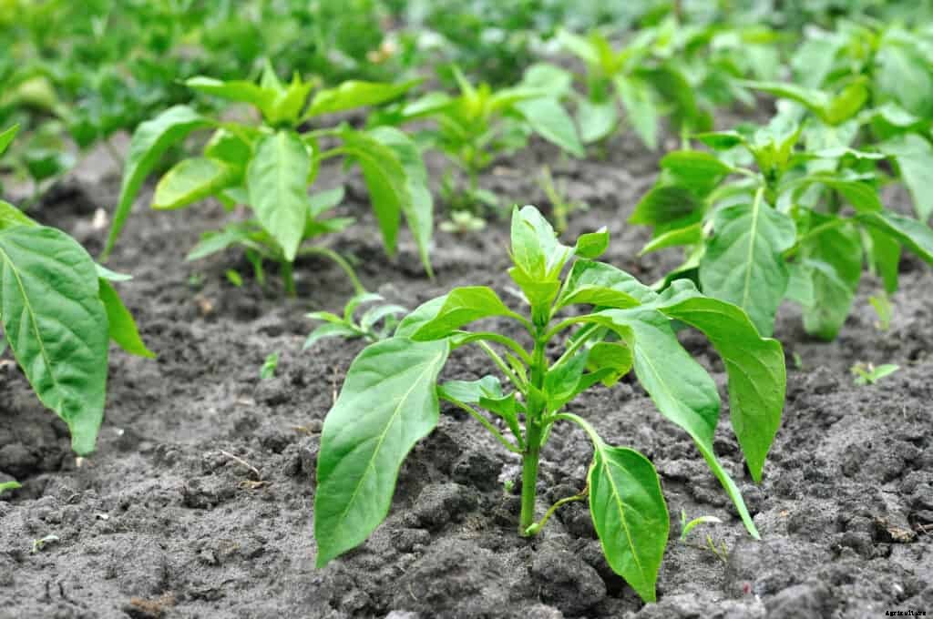Peppers Seed Starting Tips
