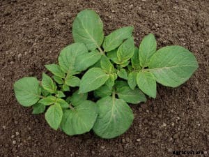 Growing Organic Potatoes