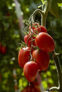 Paste Tomatoes for Home Gardens