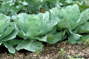 Cabbage Growing Quick Tips