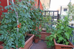 Balcony and Rooftop Vegetable Garden Basics