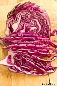 Choosing Cabbage Varieties to Grow