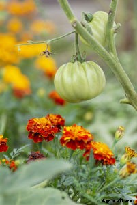 Companion Planting and Tomatoes