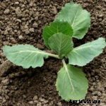 Start a Fall Vegetable Garden