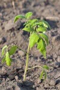 Planting Tomatoes for Fall Harvest