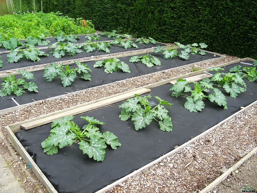 Melon, Squash, and Cucumber Growing Success Tips