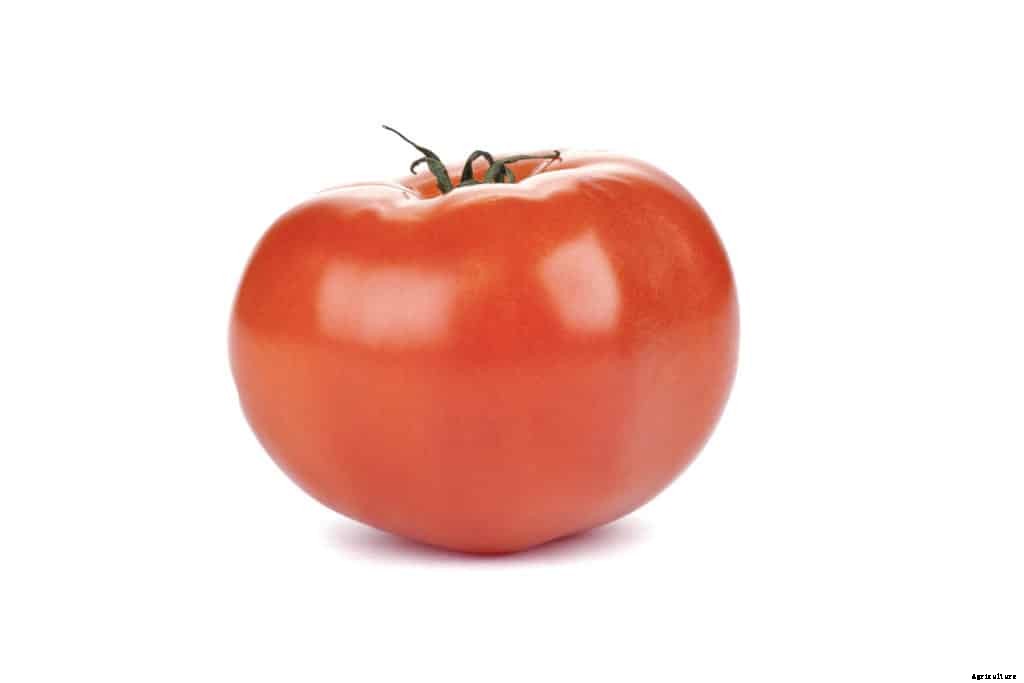 Vegetable Crops for Beginning Gardeners