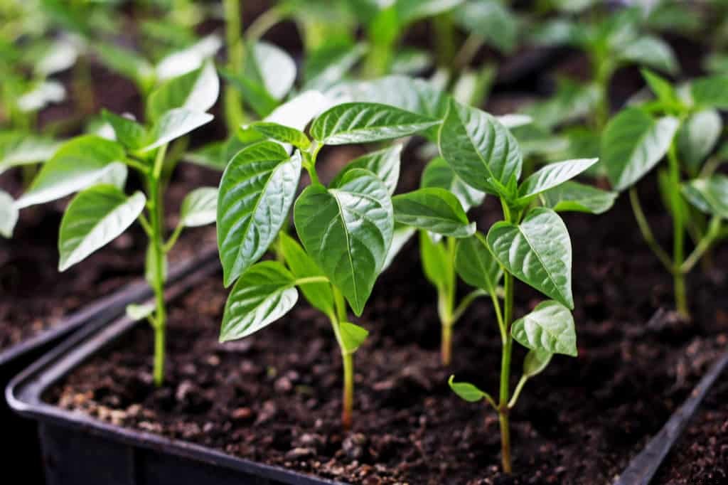 Peppers Planting: Easy Steps to a Bumper Crops