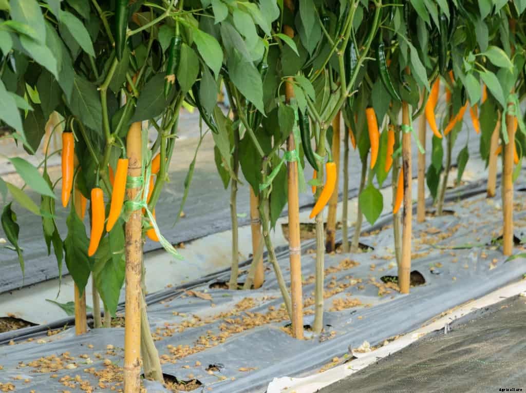 Peppers Planting: Easy Steps to a Bumper Crops