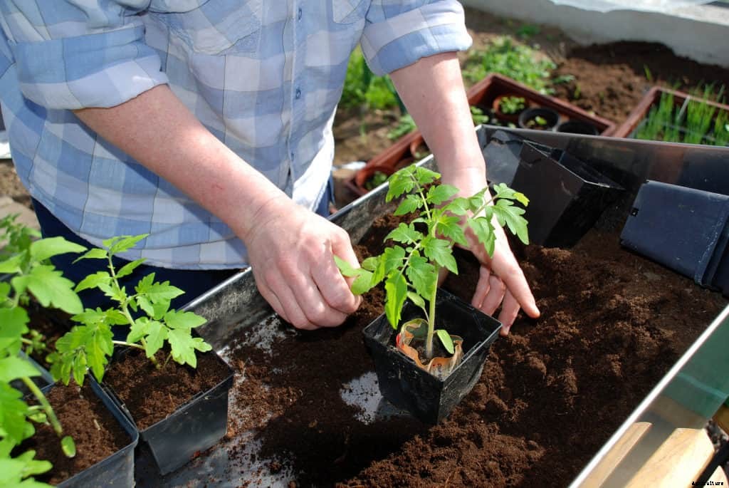 Tomato Planting: Easy Steps to a Bumper Crops