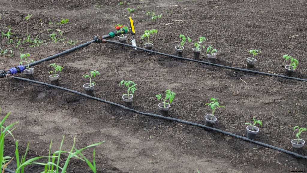Tomato Planting: Easy Steps to a Bumper Crops