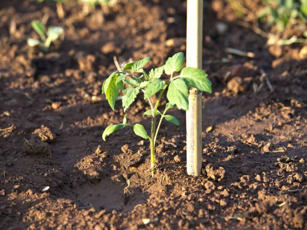 Tomato Planting: Easy Steps to a Bumper Crops