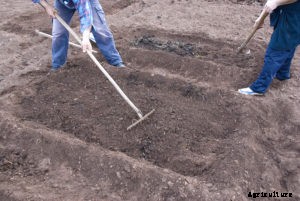 Preparing to Plant Beans