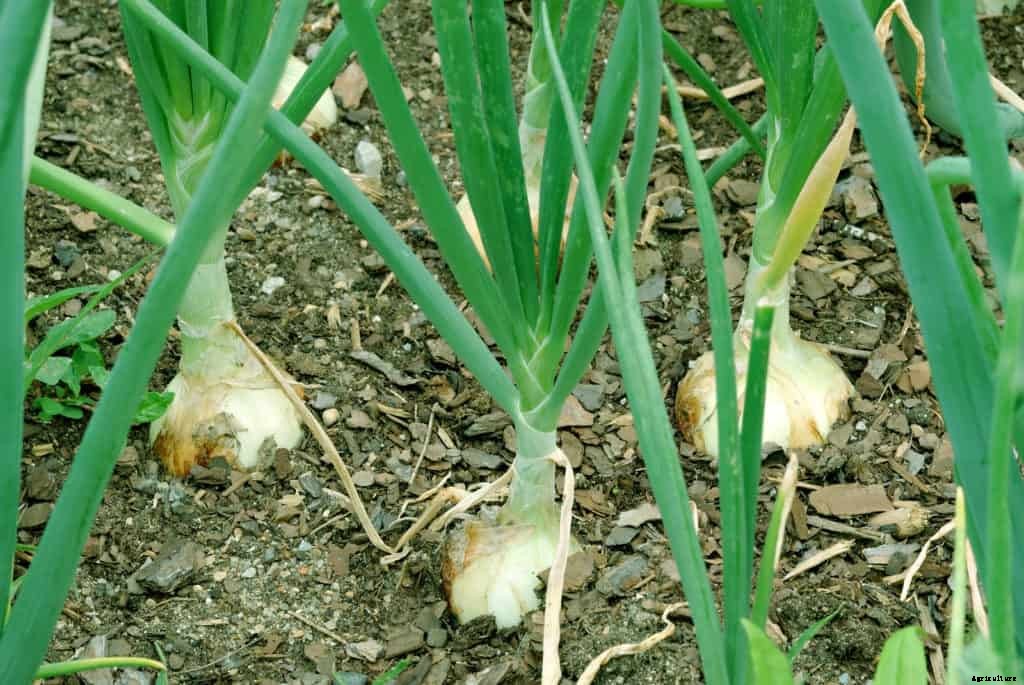 Onion Growing Tips