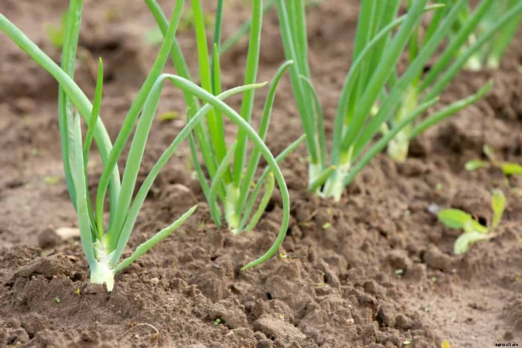 Onion Growing Tips