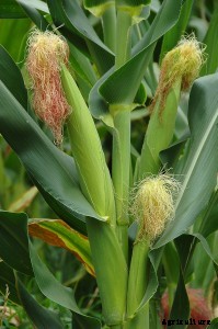 Sweet Corn Growing Tips