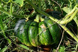 Squash and Pumpkin Growing Tips