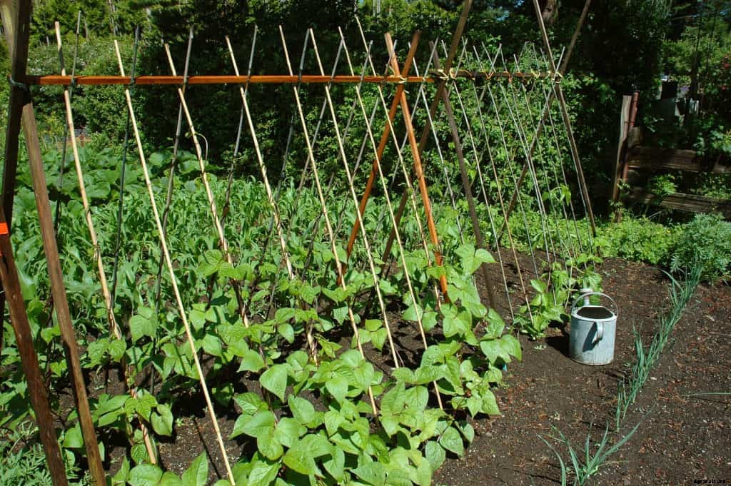 Small Vegetable Garden Space Savers