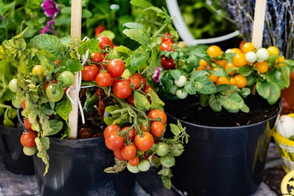 Small Vegetable Garden Space Savers