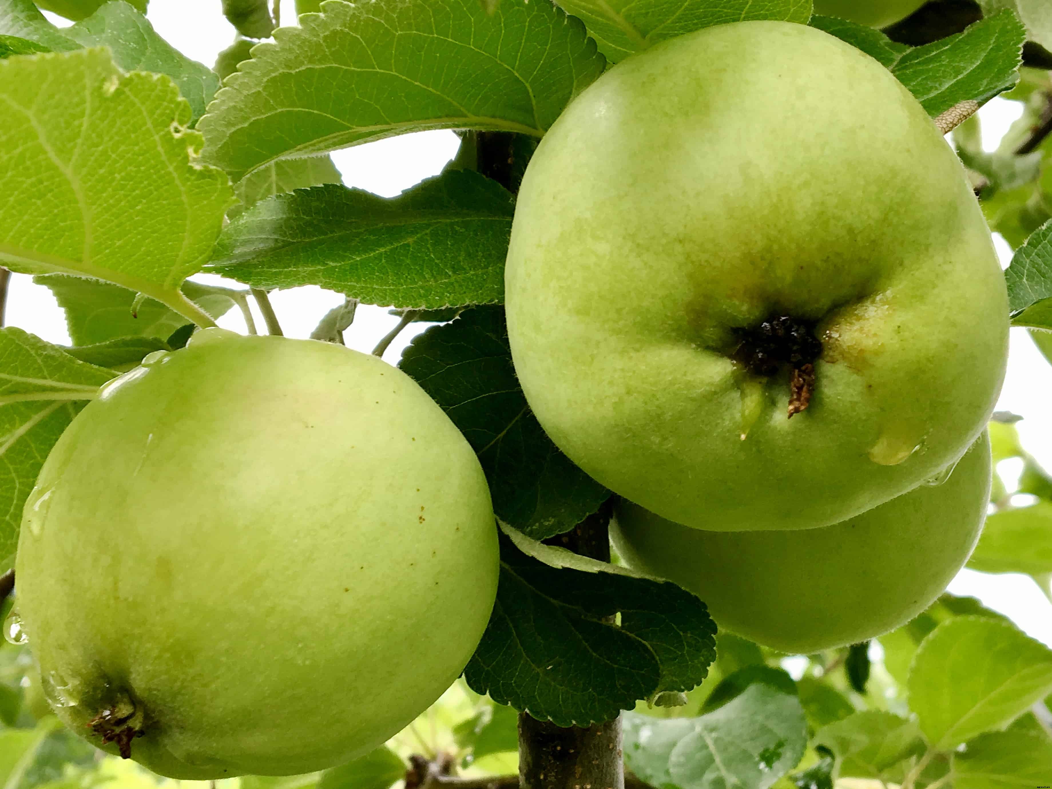 How to Grow Apples