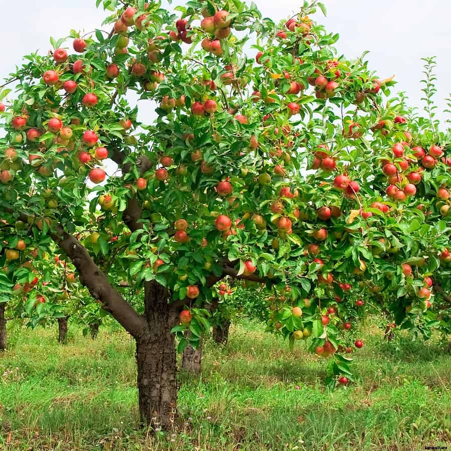 How to Grow Apples