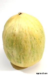 How to Grow Winter Melons: Casaba, Crenshaw, Honeydew, and Persian